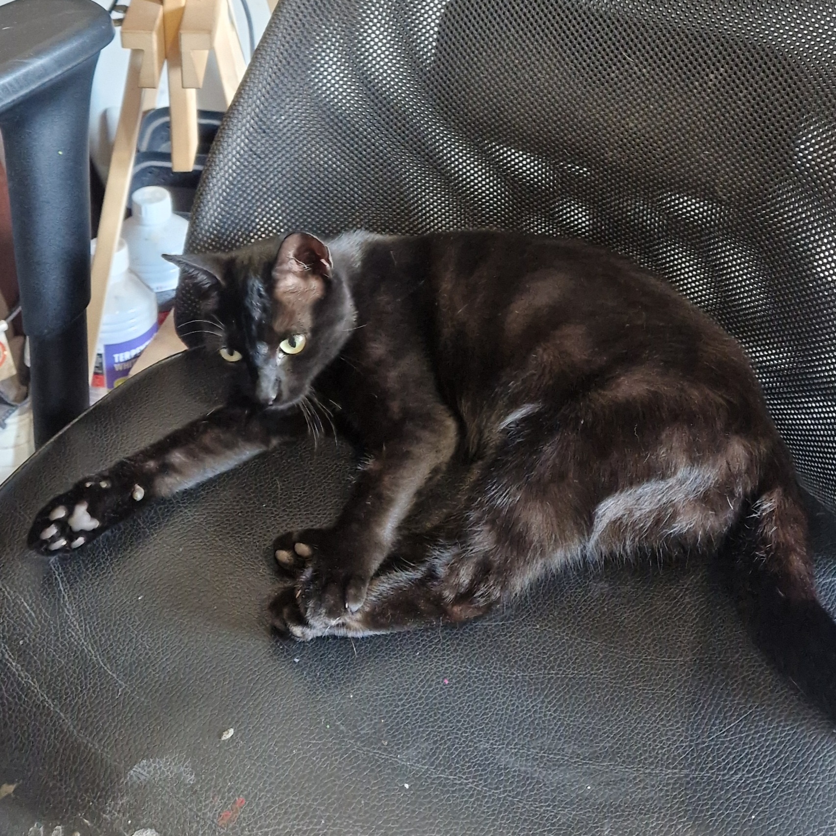 Zelda, le chat peintre